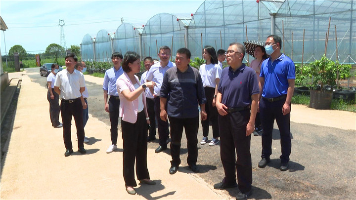 国家开发银行总行一行来渌口区考察调研农业产业项目