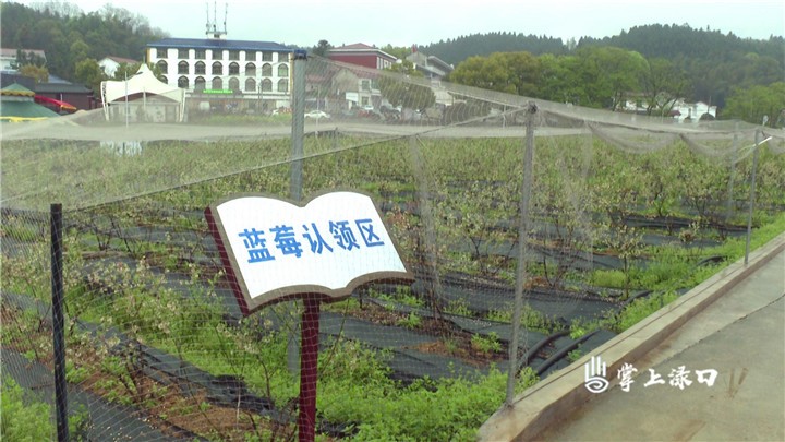 渌口朱亭百果园图2