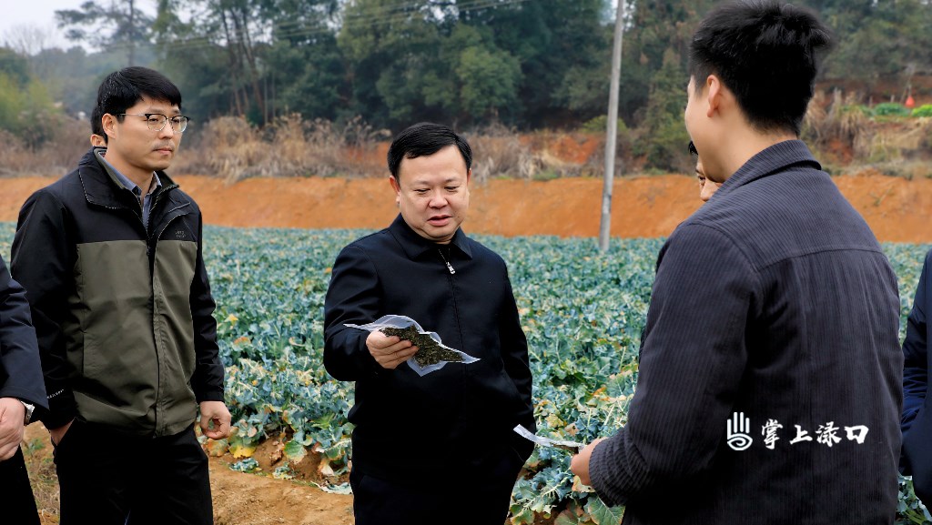 李晓彤到多个镇村调研农业农村工作图5